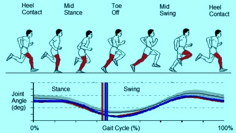 Sports Performance Bulletin - Endurance injuries and health - Running ...